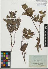 Foto von Salix hastata L.